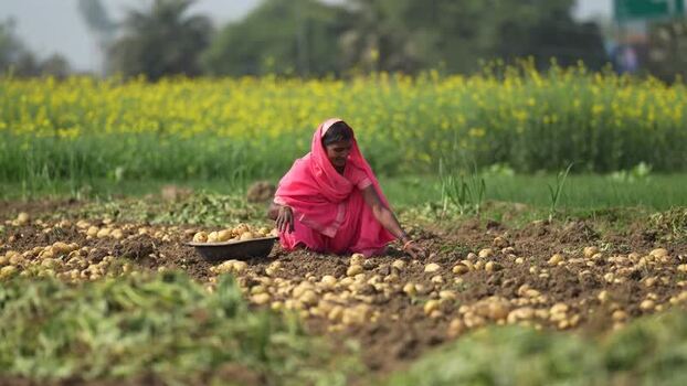 View of a woman harvesting potatoes in a field in Patna India.
