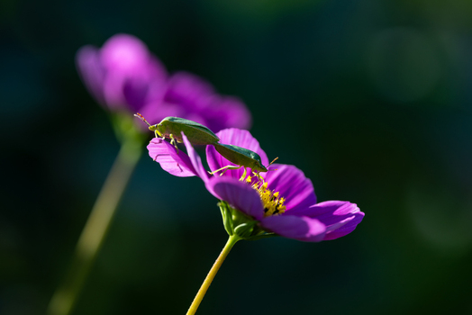 View of two green shield bugs on a vibrant purple cosmos flower with a dark blurred background in Wittenheim Grand Est France.