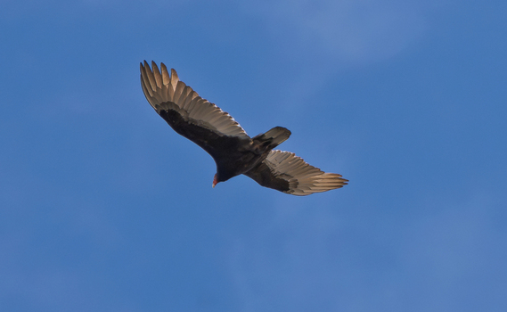 View of a turkey vulture soaring through a clear blue sky in Galloway New Jersey United States. View of a turkey vulture soaring through a clear blue sky in Galloway New Jersey United States.