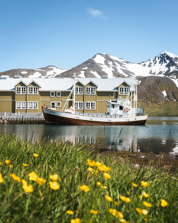 View of a fishing boat docked in the harbor of Siglufjordur with yellow wildflowers in the foreground and snow capped mountains in the background in Siglufjordur Fjallabyggd Iceland.
