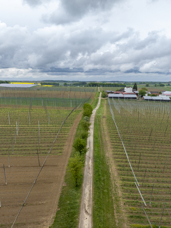 Aerial view of expansive hop gardens with tall trellises and a dirt road under an overcast sky in Aiglsbach Bavaria Germany.