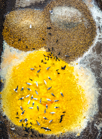 Aerial view of birds foraging on a large pile of bright yellow sulfur and gravel at the Tata Steel industrial site in Velsen Noord Noord Holland Netherlands. Aerial view of birds foraging on a large pile of bright yellow sulfur and gravel at the Tata Steel industrial site in Velsen Noord Noord Holland Netherlands.