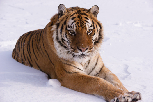 View of a Siberian tiger resting in the snow in the USA.