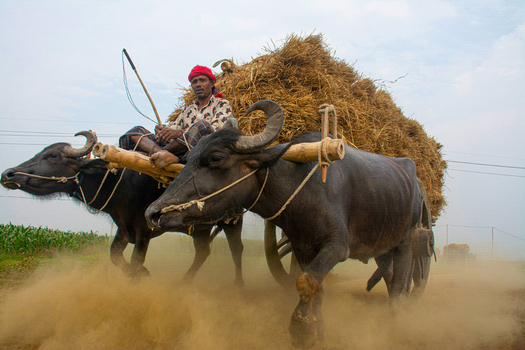 Natore Bangladesh 15 July 2023 View of a rural scene where a man rides a wooden cart pulled by two black buffaloes laden with golden hay kicking up dust on a dirt road. Natore Bangladesh 15 July 2023 View of a rural scene where a man rides a wooden cart pulled by two black buffaloes laden with golden hay kicking up dust on a dirt road.