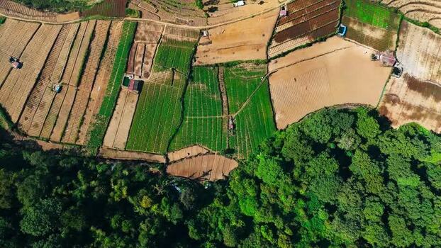 Aerial view of Brakseng agricultural fields in Indonesia.