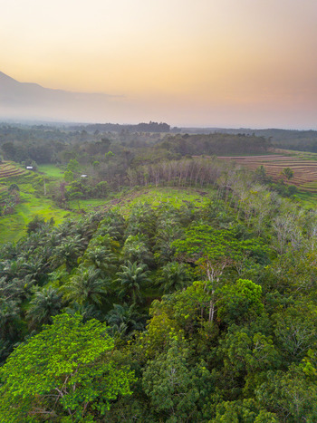 Aerial view of the lush Kemumu plantation landscape featuring rows of palm oil trees and dense forest under a soft golden sunset sky in Arma Jaya Bengkulu Indonesia. Aerial view of the lush Kemumu plantation landscape featuring rows of palm oil trees and dense forest under a soft golden sunset sky in Arma Jaya Bengkulu Indonesia.