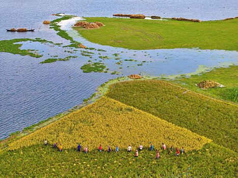 Kishoreganj Bangladesh 05 May 2026 Aerial view of farmers harvesting crops in a vibrant yellow and green field surrounded by wetlands and a small boat on the water. Kishoreganj Bangladesh 05 May 2026 Aerial view of farmers harvesting crops in a vibrant yellow and green field surrounded by wetlands and a small boat on the water.