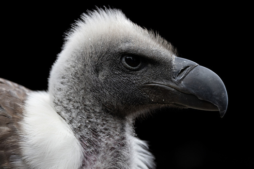 View of a vulture profile showing its dark hooked beak and white downy feathers against a black background in Selestat Grand Est France.