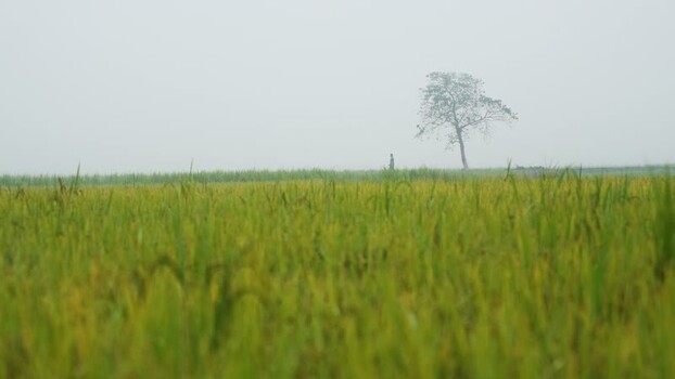 View of a lone tree in a foggy rice field Bangladesh. View of a lone tree in a foggy rice field Bangladesh.