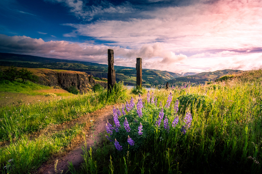 View of purple lupine flowers blooming along a dirt path with wooden posts overlooking the scenic Hood River valley under a dramatic sunset sky in Hood River Oregon United States.