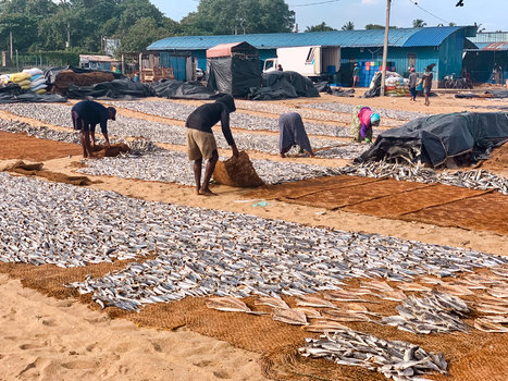 Sri Lanka 19 April 2024 View of local workers drying fish on large mats spread across the sandy ground in a coastal area of Sri Lanka.