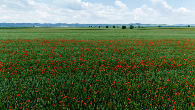 Aerial view of vibrant red poppy flowers blooming in a green field under a blue sky with white clouds Novi Sad Vojvodina Serbia.