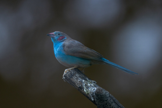 View of a red cheeked cordon bleu bird perched on a wooden branch showing its vibrant blue plumage and distinctive red cheek patch Mulhouse Grand Est France.