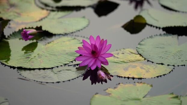 View of a pink water lily blooming in a pond Bangladesh. View of a pink water lily blooming in a pond Bangladesh.