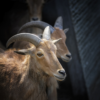 View of a group of Barbary sheep with curved horns standing in an enclosure in Poland.