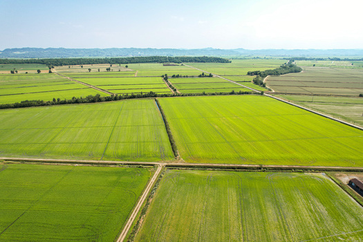 Aerial view of vibrant green rice paddies surrounding the historic Abbazia di Lucedio with irrigation ditches and dirt paths in Trino Piemonte Italy. Aerial view of vibrant green rice paddies surrounding the historic Abbazia di Lucedio with irrigation ditches and dirt paths in Trino Piemonte Italy.