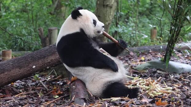 View of giant panda eating bamboo at Chengdu Research Base China. View of giant panda eating bamboo at Chengdu Research Base China.