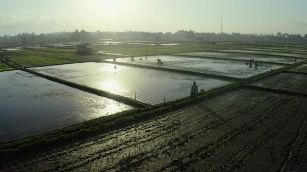 Aerial view of farmers working in flooded rice paddies at sunrise Indonesia. Aerial view of farmers working in flooded rice paddies at sunrise Indonesia.