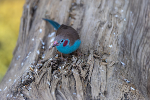 View of a Red cheeked Cordon bleu bird with vibrant blue feathers and a red cheek patch perched on a textured tree trunk in Mulhouse Grand Est France.