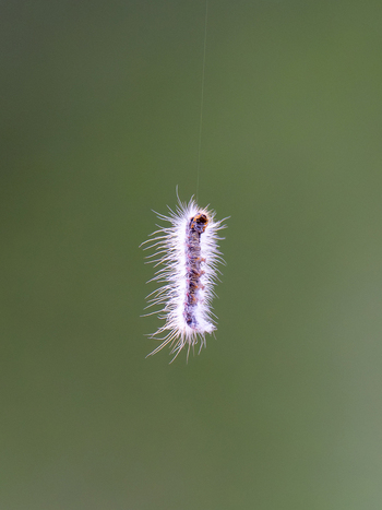 View of a fuzzy caterpillar hanging from a silk thread in Gilgit Pakistan.
