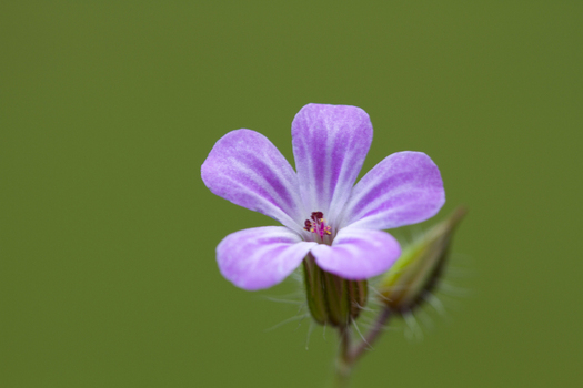 View of a delicate pink Herb Robert flower with white stripes and a soft green background in the United Kingdom.