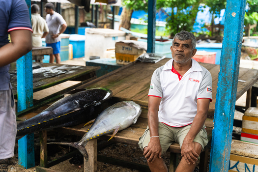Sri Lanka 15 February 2026 View of a local fishmonger sitting at a market stall with two large tuna fish displayed on a wooden table.