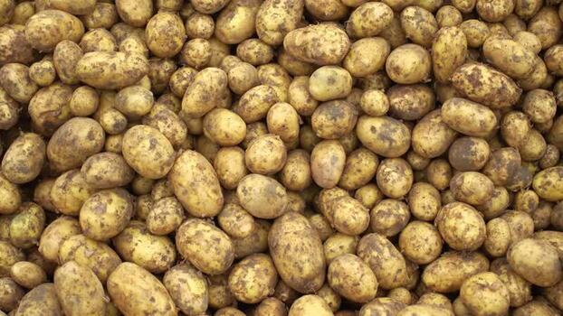 View of freshly harvested raw potatoes Bangladesh.