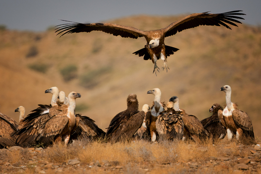 View of a group of european griffon vulture in the arid landscape of Kirthar National Park with one bird landing with wings spread in Karachi Sindh Pakistan. View of a group of european griffon vulture in the arid landscape of Kirthar National Park with one bird landing with wings spread in Karachi Sindh Pakistan.