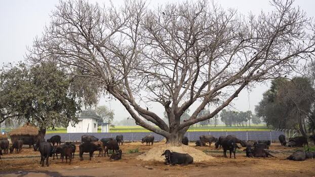 View of water buffaloes resting under a large leafless tree India. View of water buffaloes resting under a large leafless tree India.