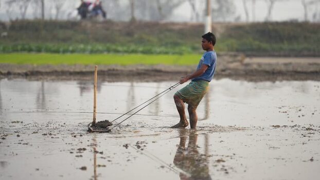 View of a farmer leveling a flooded rice field in Bogura Bangladesh. View of a farmer leveling a flooded rice field in Bogura Bangladesh.