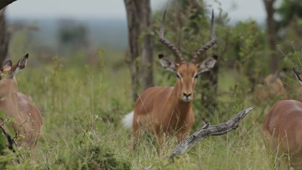 View of a male impala standing in Kruger National Park South Africa.