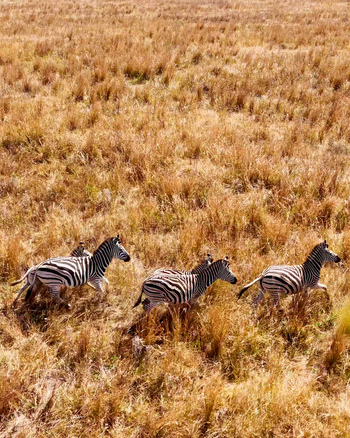 Aerial view of a small herd of zebras running through the dry golden grassland of the savanna in iNtabazwe Free State South Africa. Aerial view of a small herd of zebras running through the dry golden grassland of the savanna in iNtabazwe Free State South Africa.