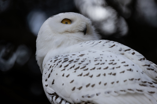 View of a snowy owl with white plumage and black spots looking sideways against a dark background in Selestat Grand Est France.