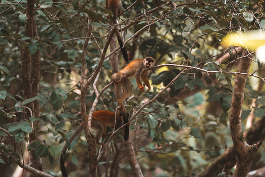 View of squirrel monkeys climbing in the trees of a tropical forest in Costa Rica.