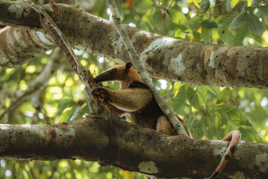 View of a tamandua climbing on a thick textured tree branch in a lush tropical forest with dappled sunlight filtering through the green leaves in Costa Rica.