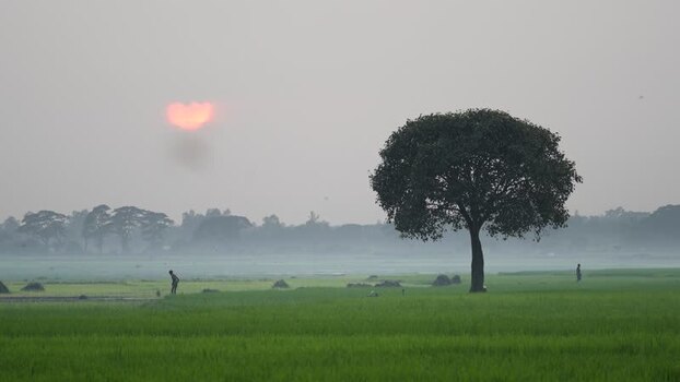 View of a lone tree in a misty field at sunrise Bangladesh. View of a lone tree in a misty field at sunrise Bangladesh.
