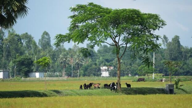 View of goats grazing under a tree in a rural field Bangladesh. View of goats grazing under a tree in a rural field Bangladesh.