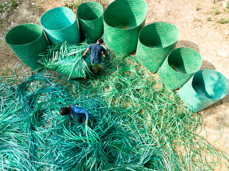 Manikganj Bangladesh 15 January 2025 Aerial view of vibrant green coils and baskets scattered around figures creating a scene of organized chaos in a sun drenched open space. Manikganj Bangladesh 15 January 2025 Aerial view of vibrant green coils and baskets scattered around figures creating a scene of organized chaos in a sun drenched open space.