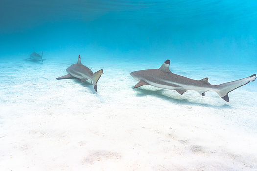 View of blacktip reef sharks swimming over a bright sandy seabed in clear turquoise water in Moorea Maiao Windward Islands French Polynesia.