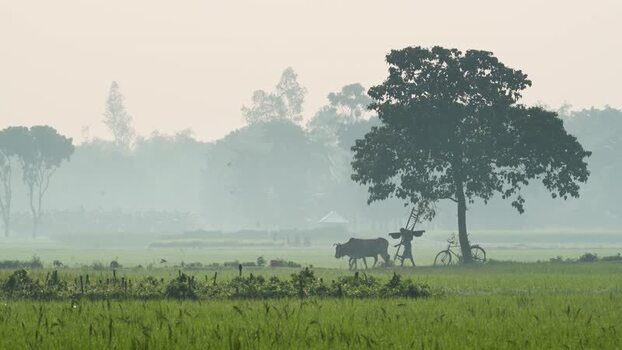 View of a farmer walking with a cow in a misty field Bangladesh.