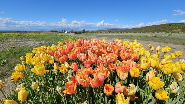View of the vibrant Campo de Tulipanes with rows of orange and yellow tulips blooming under a clear blue sky in Trevelin Chubut Province Argentina.