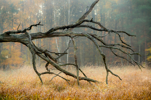 View of a gnarled fallen tree branch resting in a field of tall dry grass with a misty autumn forest in the background in Debrzno Pomeranian Voivodeshi Poland. View of a gnarled fallen tree branch resting in a field of tall dry grass with a misty autumn forest in the background in Debrzno Pomeranian Voivodeshi Poland.