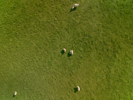 Aerial view of sheep grazing in a lush green pasture in the countryside of Looe Cornwall United Kingdom. Aerial view of sheep grazing in a lush green pasture in the countryside of Looe Cornwall United Kingdom.