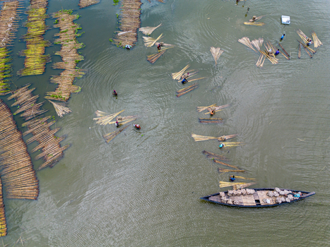 Natore Bangladesh 25 July 2026 Aerial view of farmers working in the water to process jute stalks with bundles of jute floating in the river and a small wooden boat nearby.