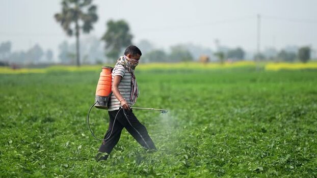 View of a farmer spraying pesticides on green crops in India. View of a farmer spraying pesticides on green crops in India.