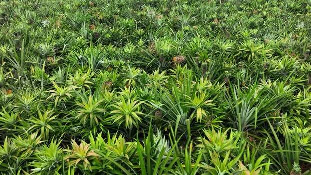 Aerial view of a lush pineapple plantation in Madhupur Bangladesh. Aerial view of a lush pineapple plantation in Madhupur Bangladesh.