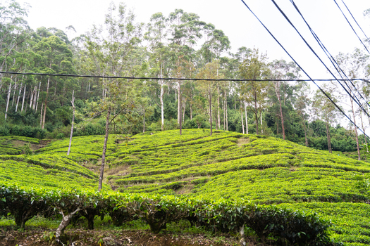 View of lush green tea plantation terraces on a hillside with tall trees and power lines Nallathanniya Central Province Sri Lanka. View of lush green tea plantation terraces on a hillside with tall trees and power lines Nallathanniya Central Province Sri Lanka.
