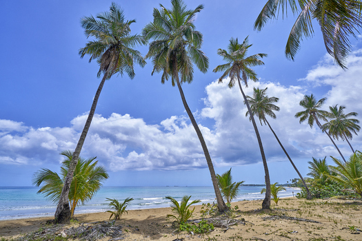 View of tall palm trees leaning over a sandy beach with turquoise ocean water and a blue sky with clouds in Santo Domingo Distrito Nacional Dominican Republic. View of tall palm trees leaning over a sandy beach with turquoise ocean water and a blue sky with clouds in Santo Domingo Distrito Nacional Dominican Republic.