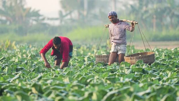View of farmers working in a vegetable field Bangladesh. View of farmers working in a vegetable field Bangladesh.