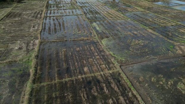 Aerial view of flooded rice paddies in Sigiriya Sri Lanka.